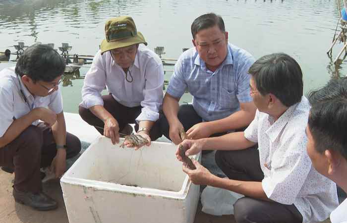 Tăng cường phòng bệnh hoại tử gan tụy cấp trên tôm (09-07-2024)